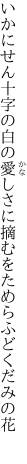 いかにせん十字の白の愛しさに 摘むをためらふどくだみの花 
