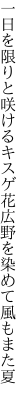 一日を限りと咲けるキスゲ花 広野を染めて風もまた夏