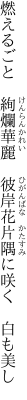 燃えるごと　絢爛華麗　彼岸花 片隅に咲く　白も美し