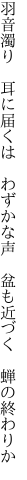羽音濁り　耳に届くは　わずかな声 　盆も近づく　蝉の終わりか