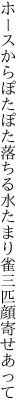 ホースからぽたぽた落ちる水たまり 雀三匹顔寄せあって