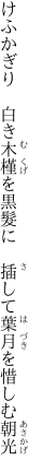 けふかぎり　白き木槿を黒髮に 　插して葉月を惜しむ朝光