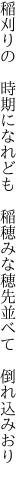 稲刈りの　時期になれども　稲穂みな 穂先並べて　倒れ込みおり