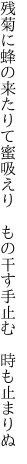 残菊に蜂の来たりて蜜吸えり　 もの干す手止む　時も止まりぬ