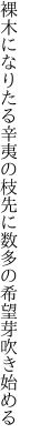 裸木になりたる辛夷の枝先に 数多の希望芽吹き始める