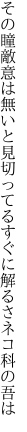 その瞳敵意は無いと見切ってる すぐに解るさネコ科の吾は