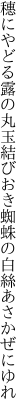 穗にやどる露の丸玉結びおき 蜘蛛の白絲あさかぜにゆれ