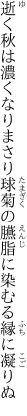 逝く秋は濃くなりまさり球菊の 臙脂に染むる縁に凝りぬ