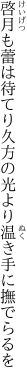 啓月も蕾は待てり久方の 光より温き手に撫でらるを