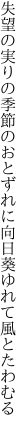 失望の実りの季節のおとずれに 向日葵ゆれて風とたわむる