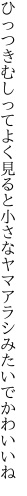 ひっつきむしってよく見ると 小さなヤマアラシみたいでかわいいね