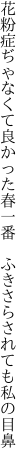 花粉症ぢゃなくて良かった春一番  ふきさらされても私の目鼻