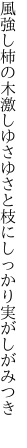 風強し柿の木激しゆさゆさと 枝にしっかり実がしがみつき　