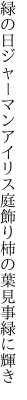 緑の日ジャーマンアイリス庭飾り 柿の葉見事緑に輝き