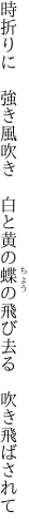 時折りに　強き風吹き　白と黄の 蝶の飛び去る　吹き飛ばされて