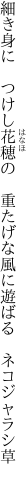 細き身に　つけし花穂の　重たげな 風に遊ばる　ネコジャラシ草