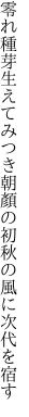 零れ種芽生えてみつき朝顏の 初秋の風に次代を宿す