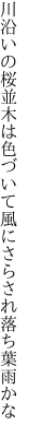 川沿いの桜並木は色づいて 風にさらされ落ち葉雨かな