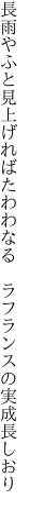 長雨やふと見上げればたわわなる 　ラフランスの実成長しおり
